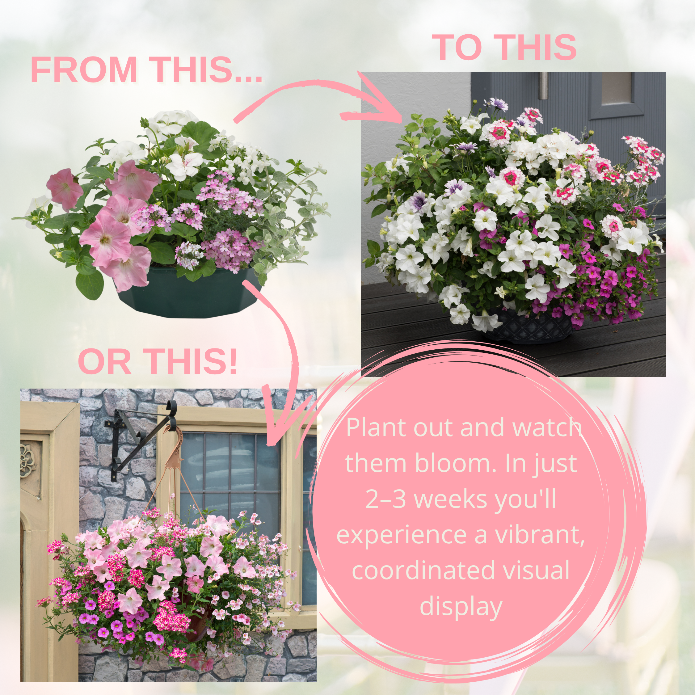 Bridal Bouquet Speedplanter — Pre-Planted Mixed Annual Display, 7-Plant Set