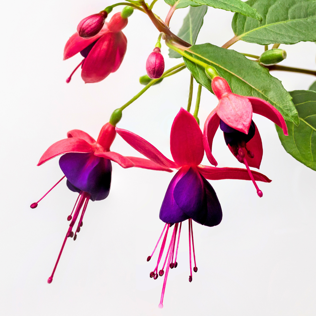 Fuchsia ‘Dollar Princess’ — Hardy Perennial, 2L Pot