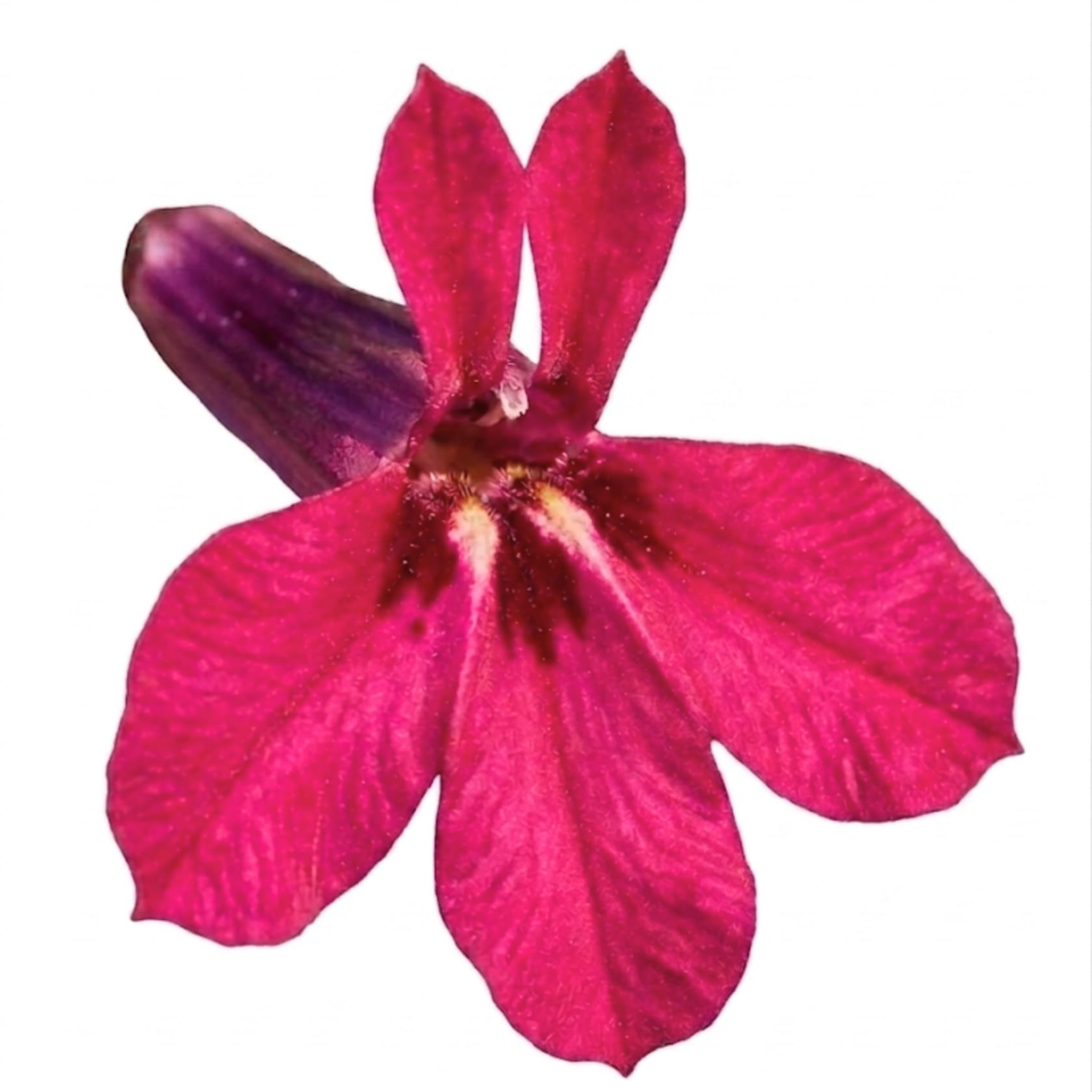 Lobelia ‘Starship Deep Rose’ — Hardy Herbaceous Perennial, Bee-Friendly, 1L Pot (Set of 3 or 6)