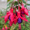 Fuchsia ‘Mrs Popple’ — Hardy Perennial, 2L Pot