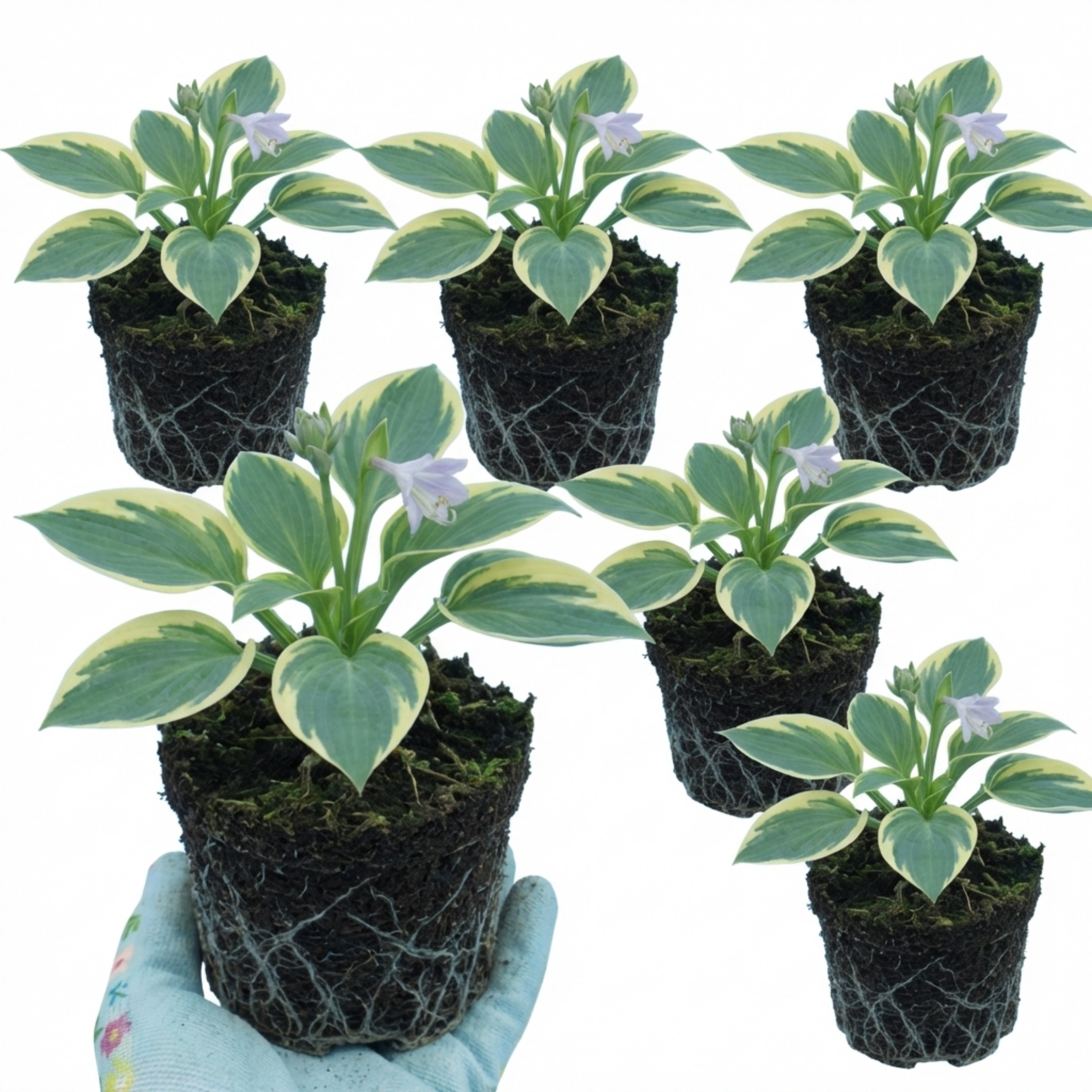 Hosta 'First Frost' — Plantain Lily, Hardy Perennial, 1L Pot (Set of 3 or 6)