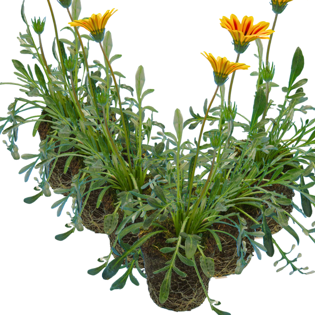 Gazania ‘Kiss Orange Flame’ — Hardy Perennial, 1L Pot (Set of 3 or 6)