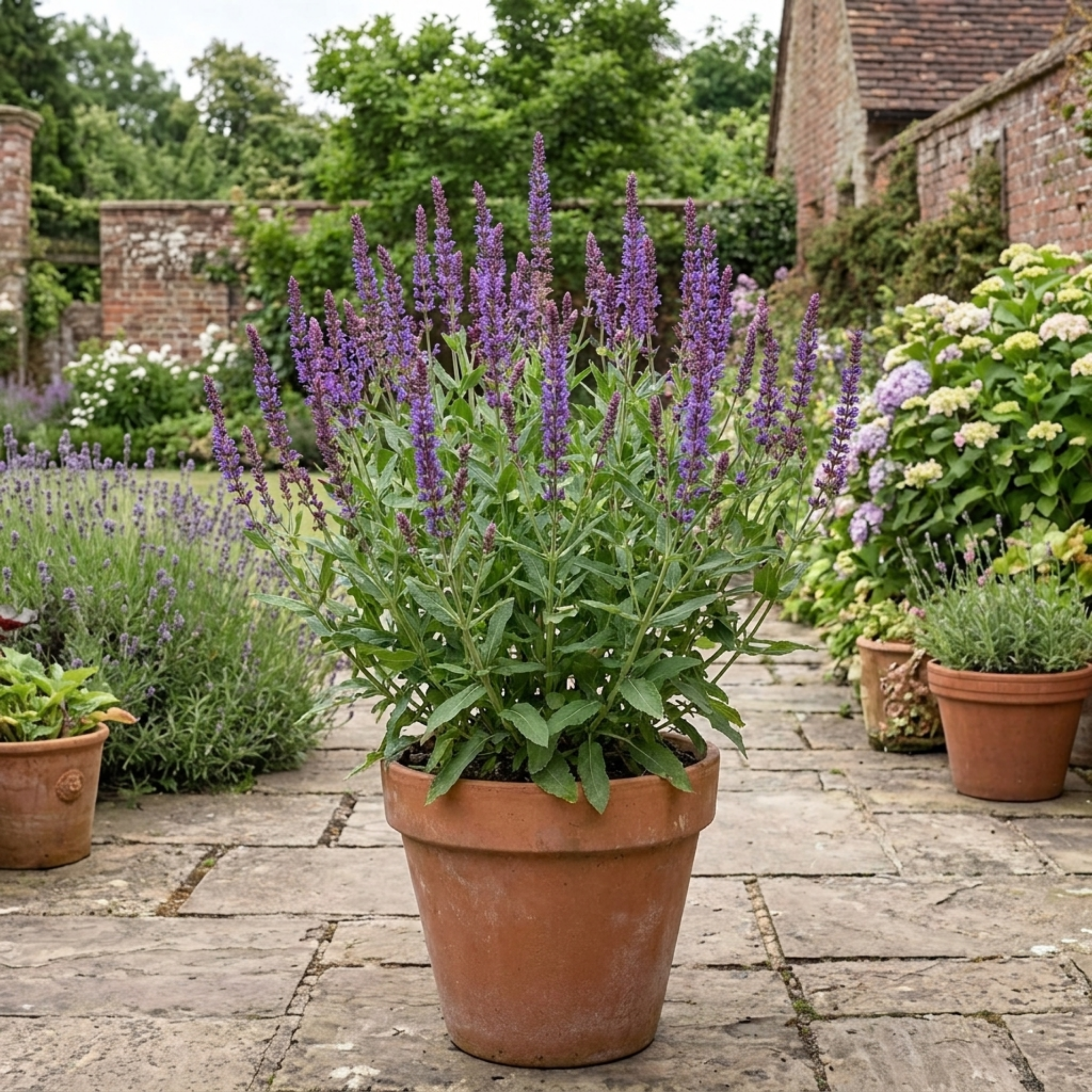 Salvia ‘East Friesland’ — Herbaceous Perennial, Bee-Friendly, 17cm Pot