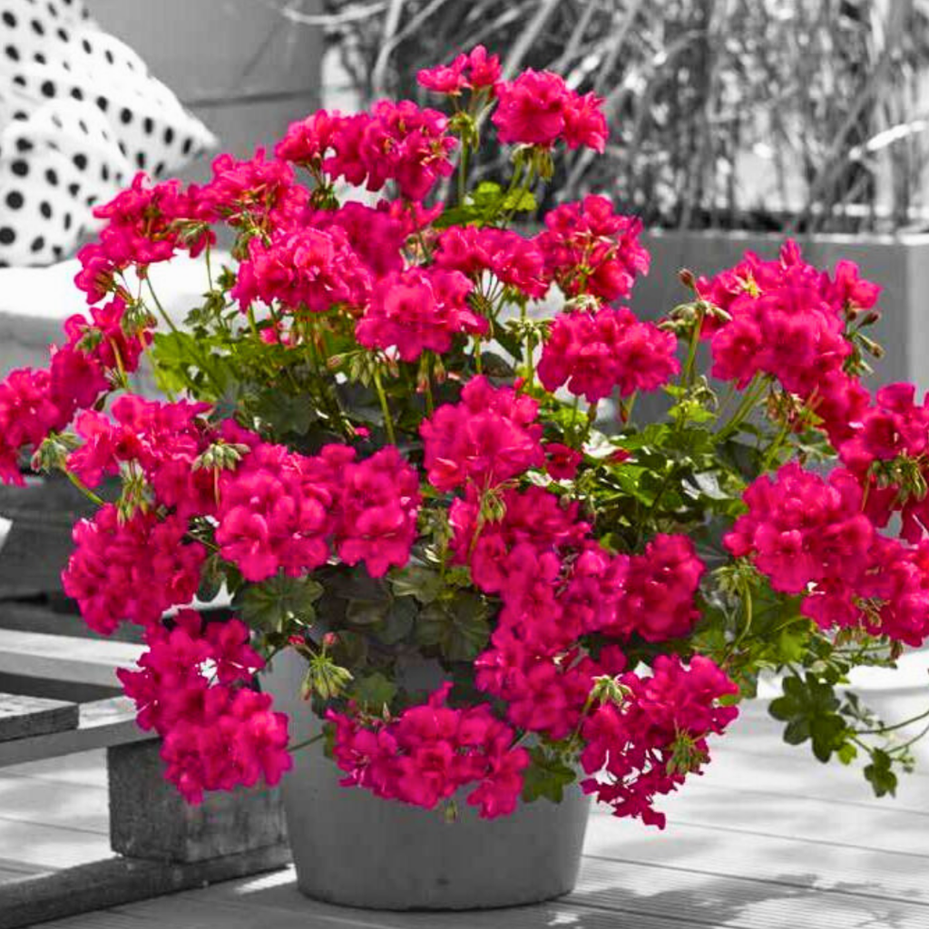 Geranium ‘Sunflair Joscina Hot Pink’ — Hardy Perennial, 10.5cm Pot