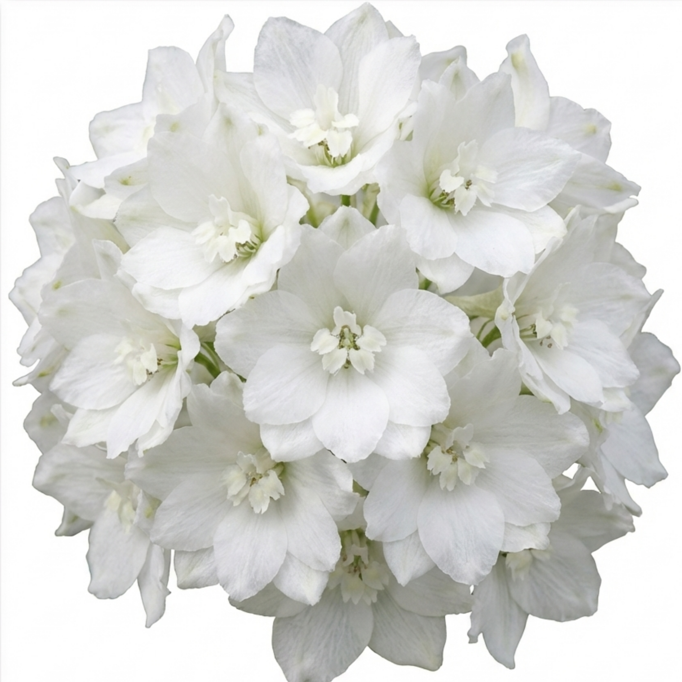 Delphinium ‘Pacific Giants Galahad’ — Hardy Perennial, Bee-Friendly, 1L Pot (Set of 3 or 6)