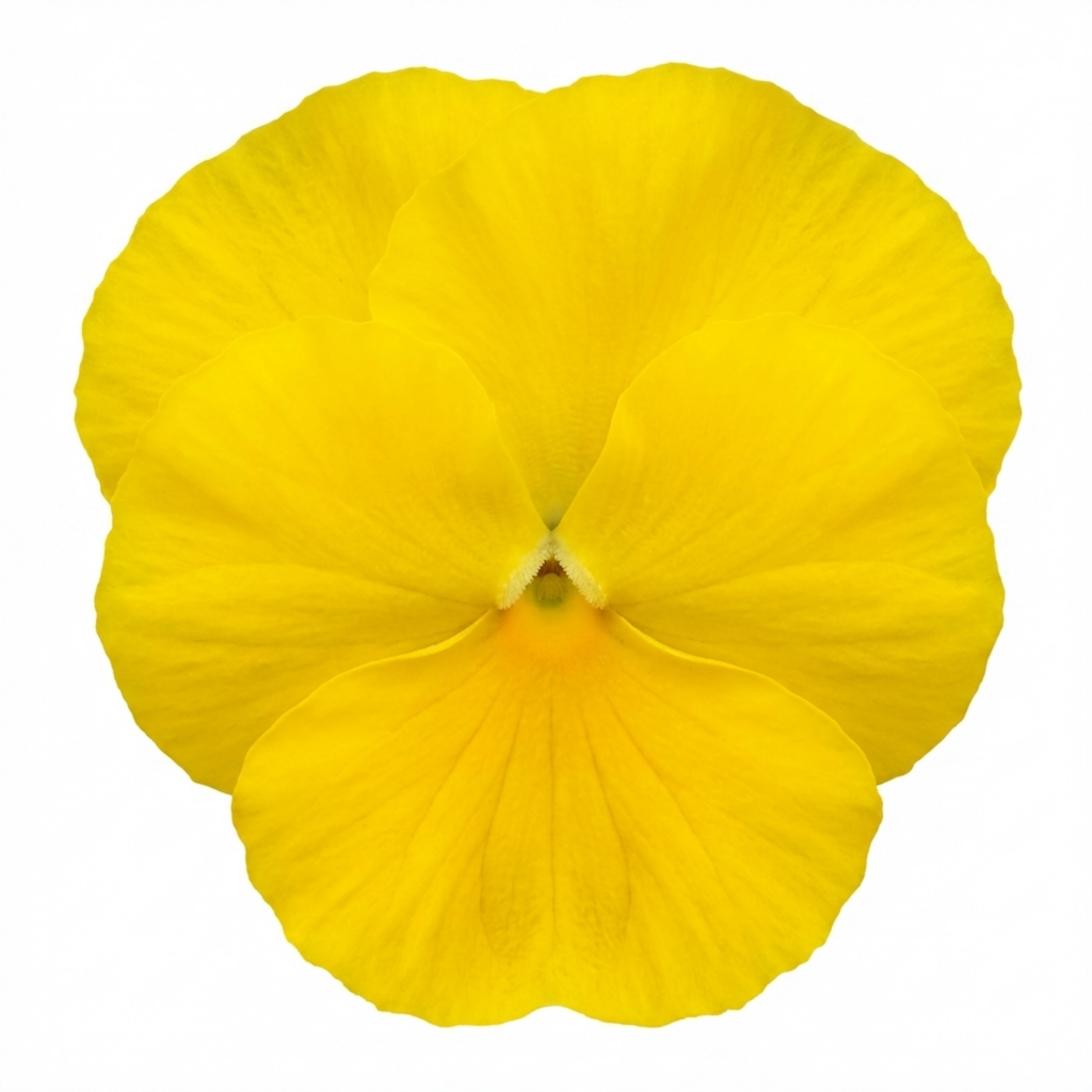Pansy ‘Delta Pro Clear Yellow’ — Bedding Plant, Bee-Friendly, 3L Pot