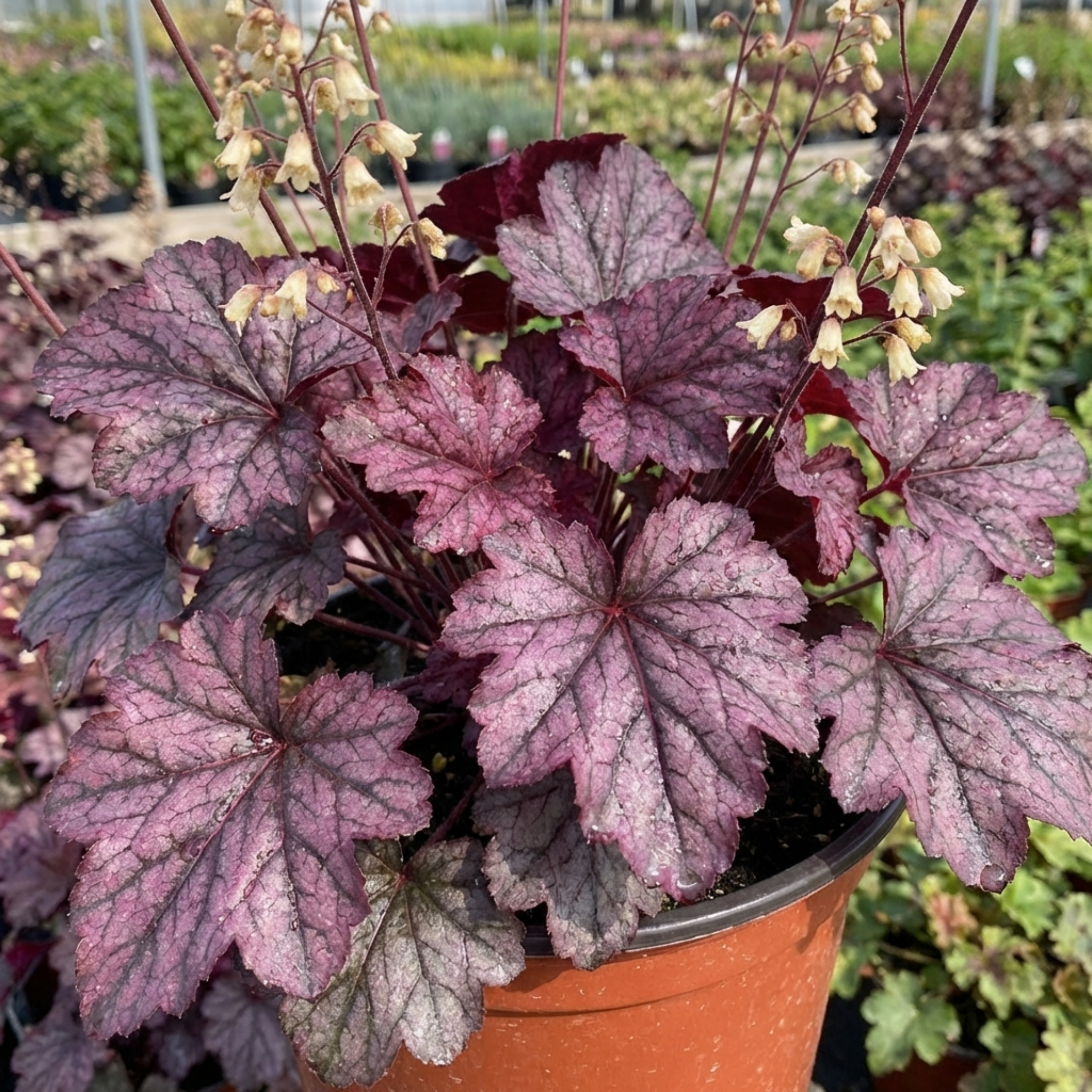 Heuchera ‘Wild Rose’ — Hardy Evergreen Perennial, Bee-Friendly, 2L Pot