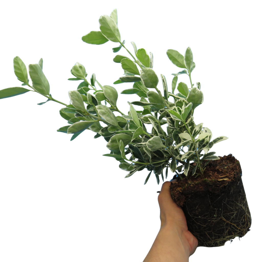 Euonymus ‘Kathy’ — Hardy Shrub, 2L Pot