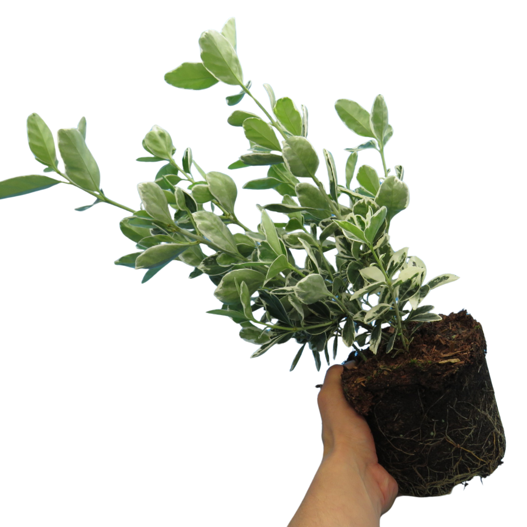 Euonymus ‘Kathy’ — Hardy Shrub, 2L Pot