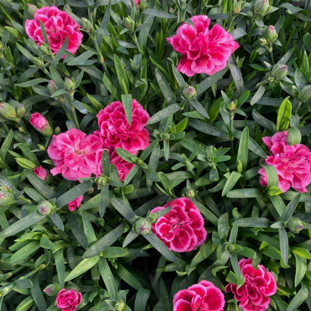 Dianthus ‘Oscar Purple Wings’ — Hardy Perennial, 10.5cm Pot (Set of 3 or 6)