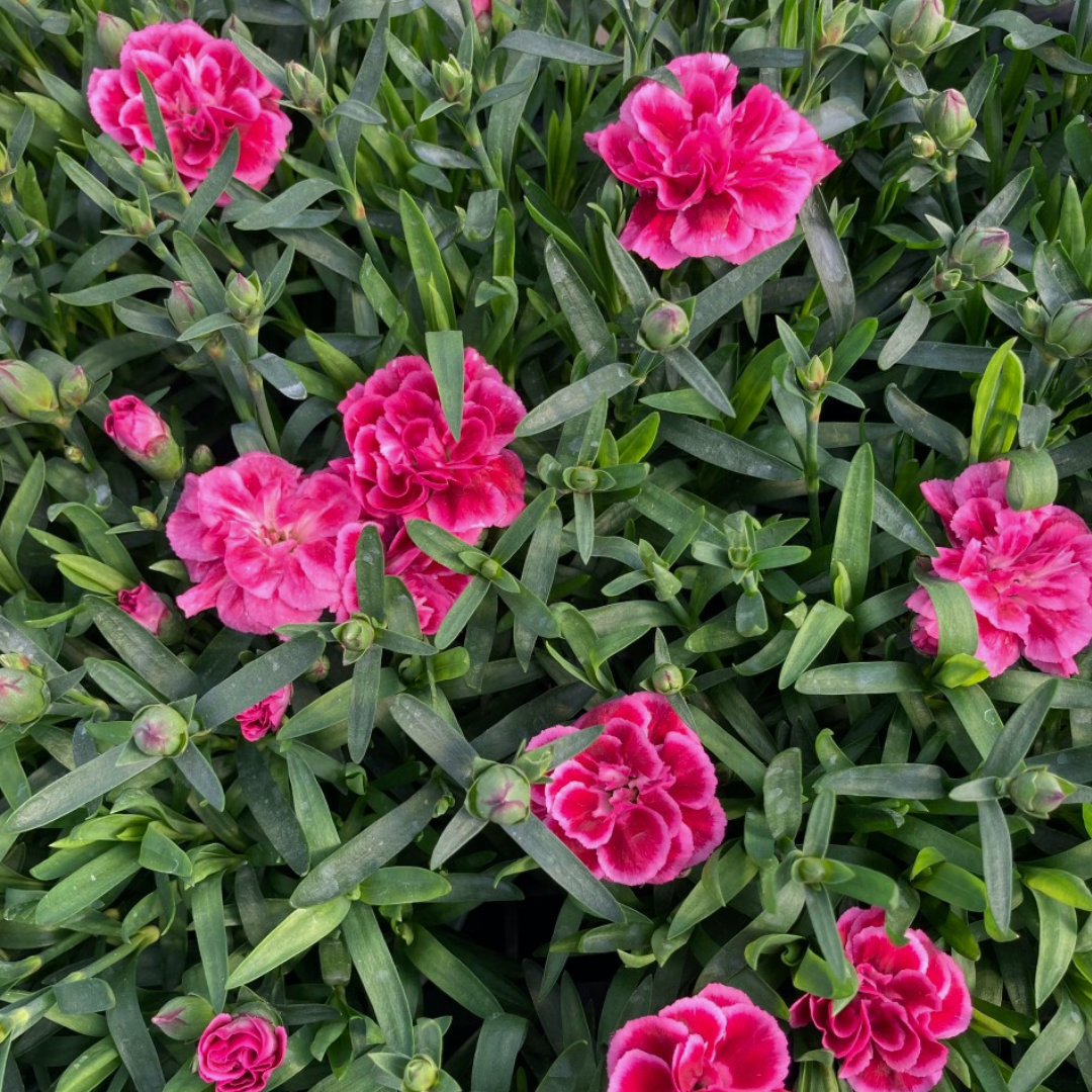 Dianthus ‘Oscar Purple Wings’ — Hardy Perennial, 10.5cm Pot (Set of 3 or 6)