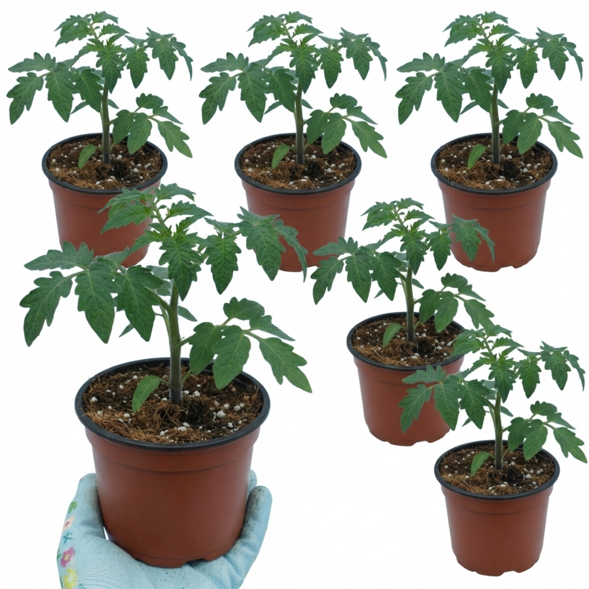 Tomato ‘Veranda Red’ — Fruit Plant / Tender Annual, 10.5cm Pot (Set of 3 or 6)