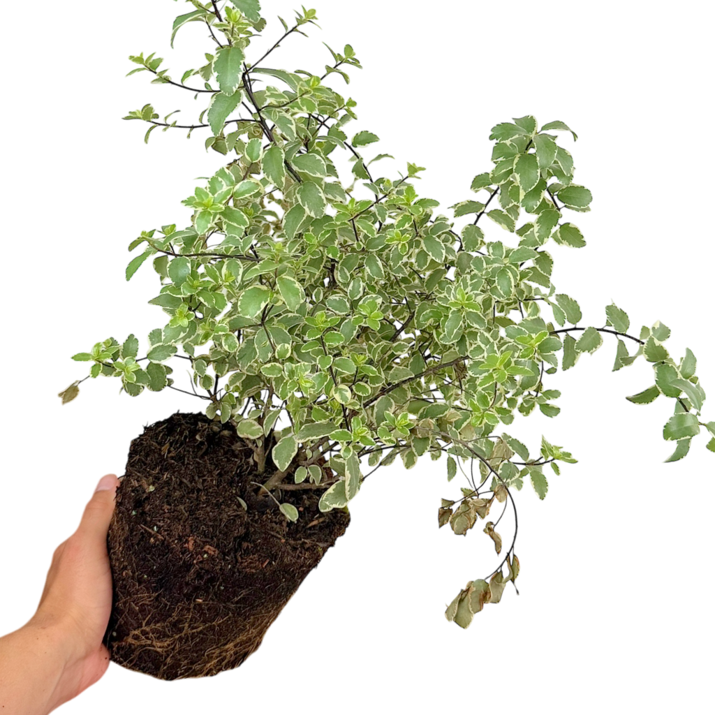 Pittosporum ‘Variegatum’ — Hardy Shrub, 3L Pot