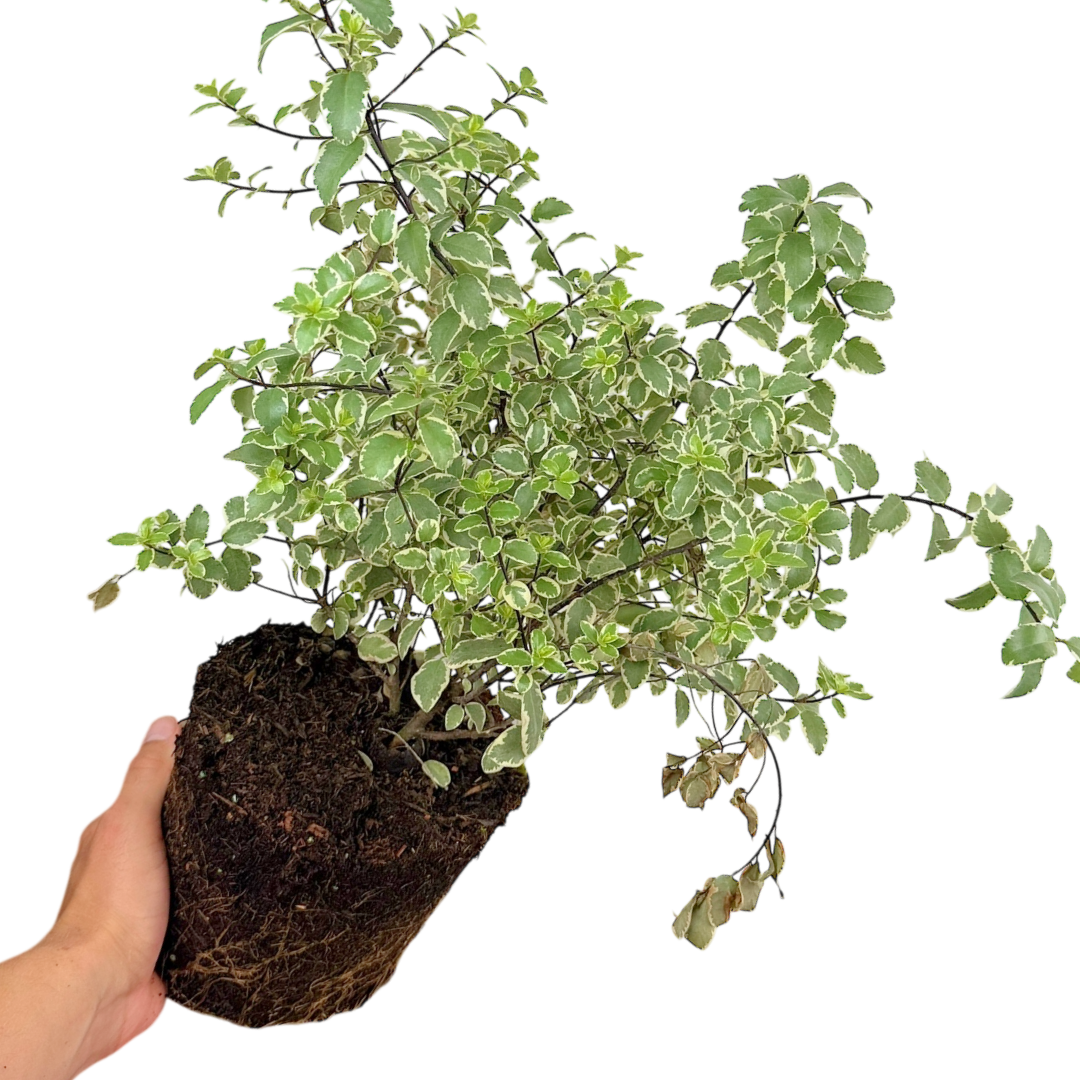 Pittosporum ‘Variegatum’ — Hardy Shrub, 3L Pot