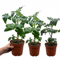 Tomato ‘Totem’ — Half-hardy Annual (determinate Bush Tomato), 1L Pot (Set of 3 or 6)