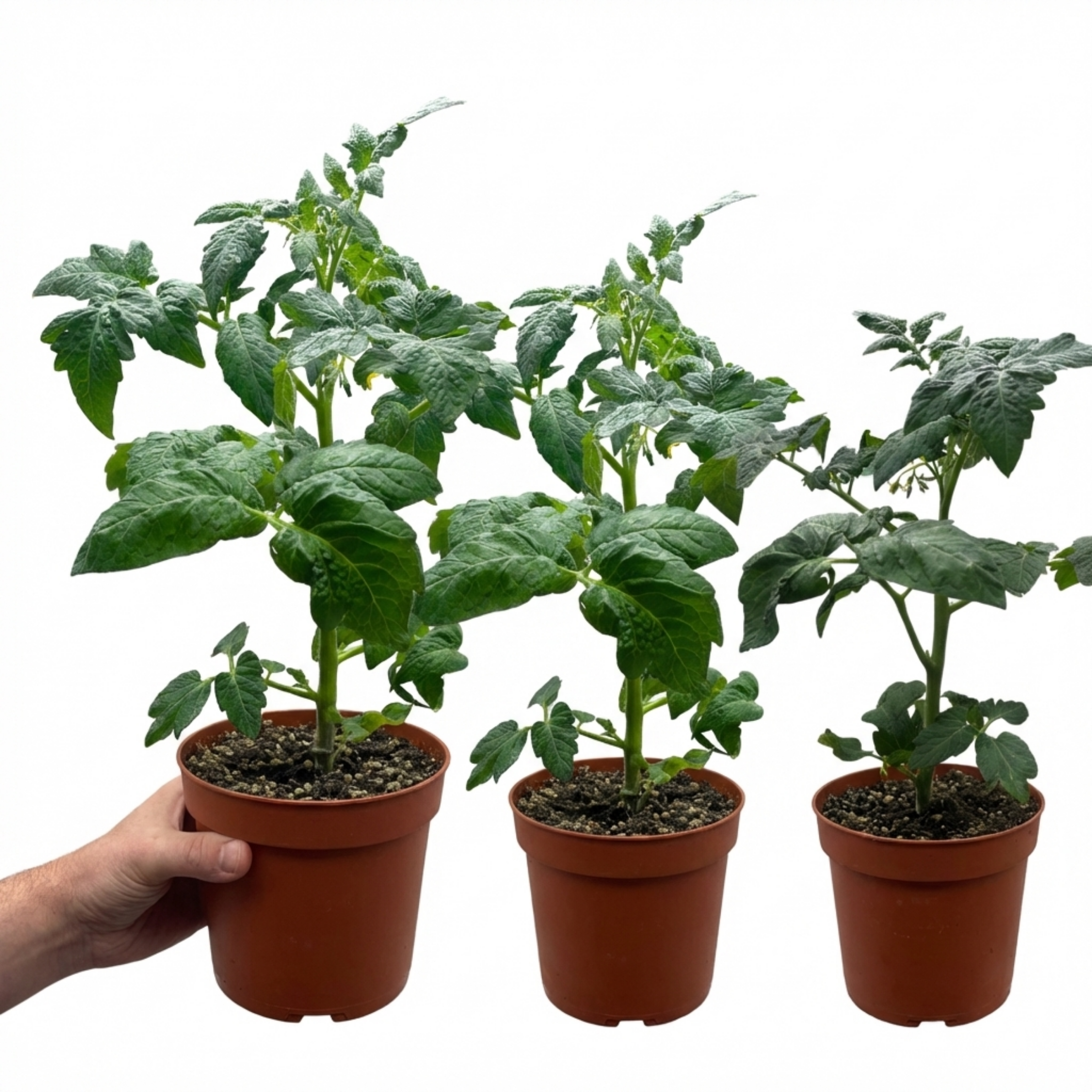 Tomato ‘Totem’ — Half-hardy Annual (determinate Bush Tomato), 1L Pot (Set of 3 or 6)