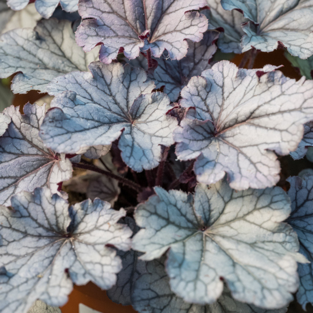 Heuchera ‘Huckleberry’ — Hardy Perennial, 2L Pot