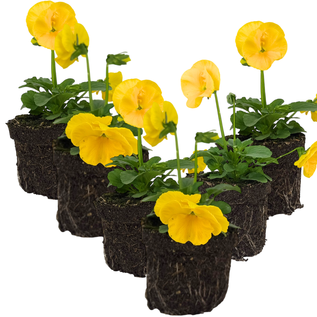 Pansy 'Delta Pro Yellow' — Hardy Bedding, 10.5cm Pot (Set of 3 or 6)