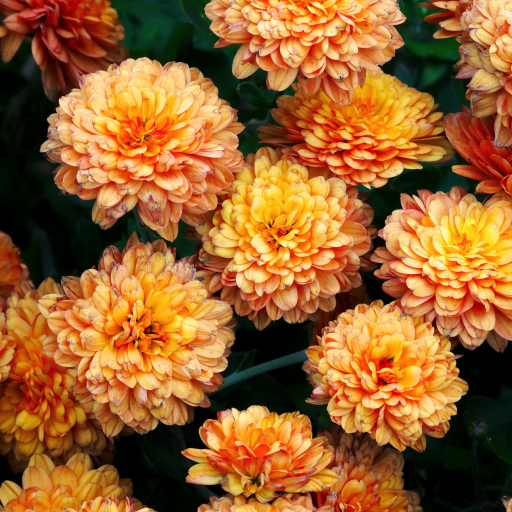 Chrysanthemum ‘Orange’ — Hardy Perennial, 1L Pot