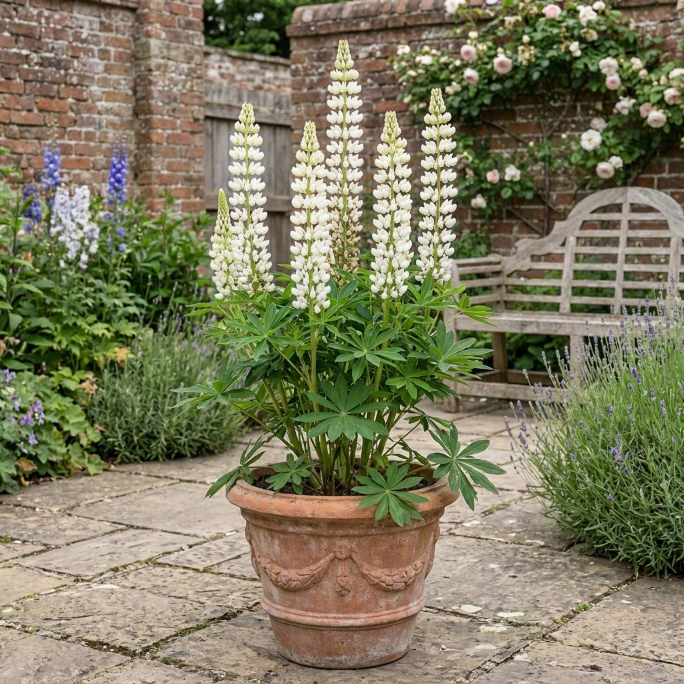 Lupin ‘Legendary White Shades’ — Herbaceous Perennial, Bee-Friendly, 3L Pot