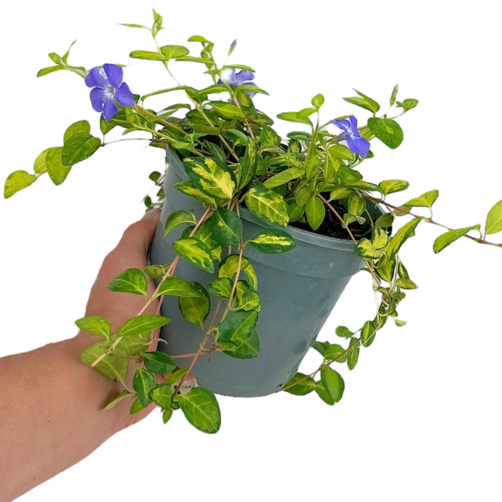 Vinca ‘Minor Illumination’ — Hardy Perennial, 2L Pot