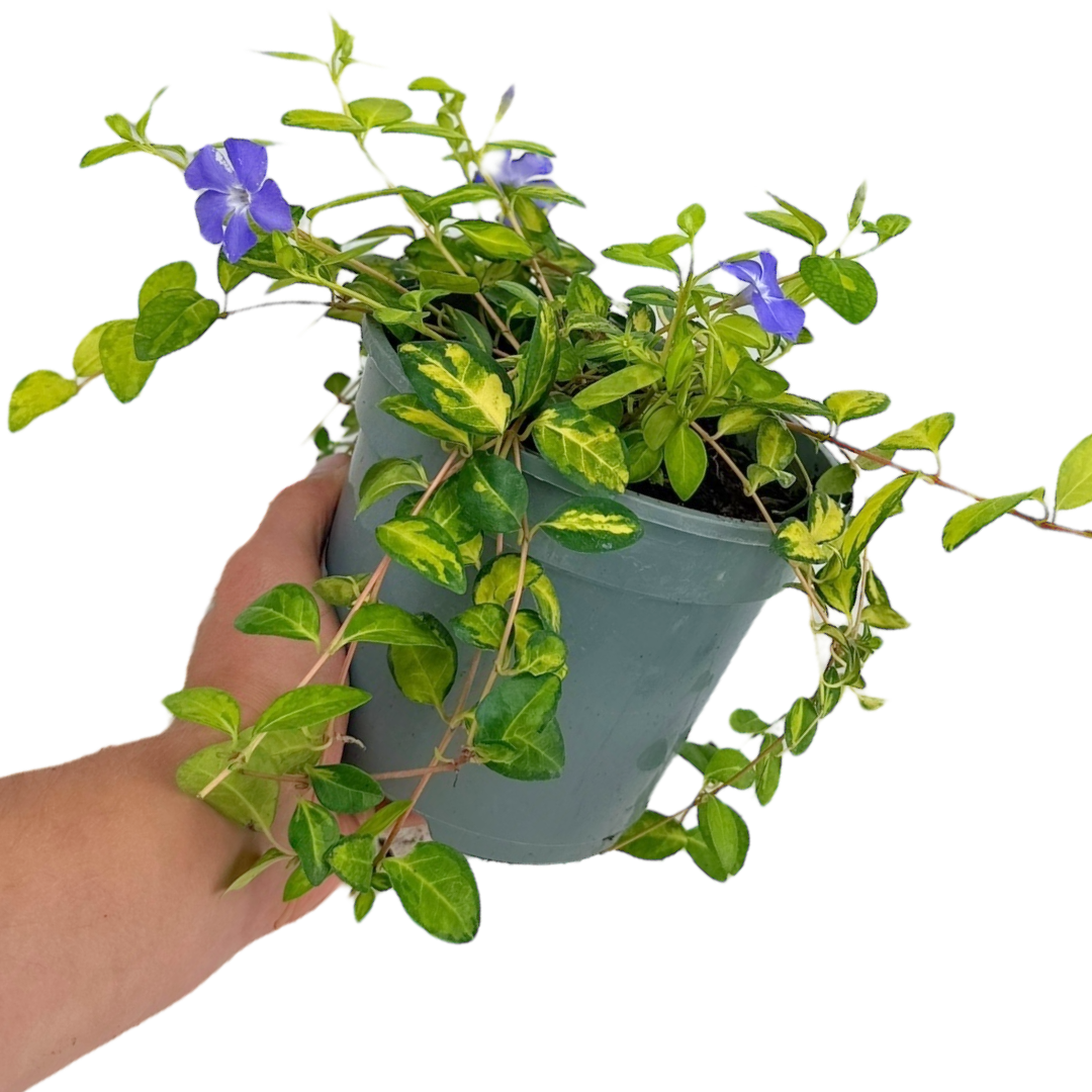 Vinca ‘Minor Illumination’ — Hardy Perennial, 2L Pot