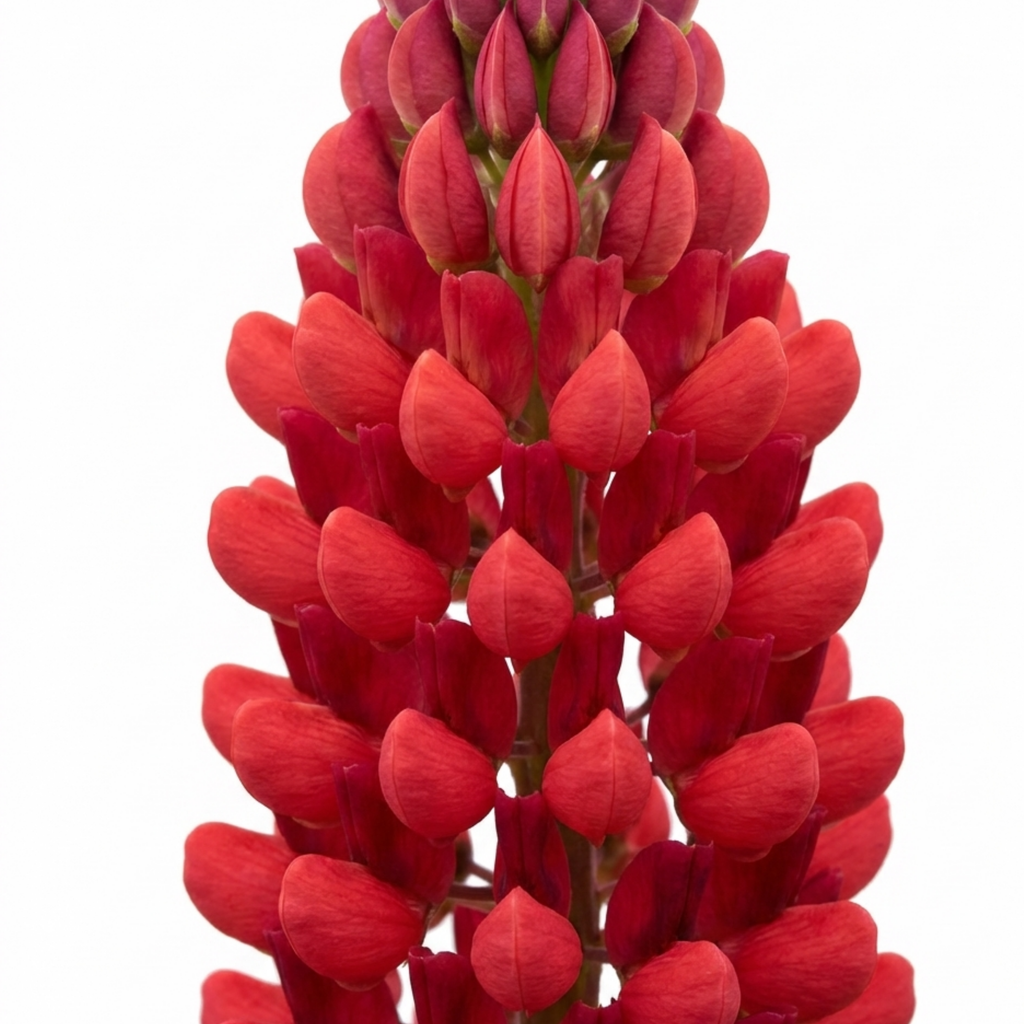 Lupin ‘Legendary Red’ — Herbaceous Perennial, Bee-Friendly, 1L Pot (Set of 3 or 6)