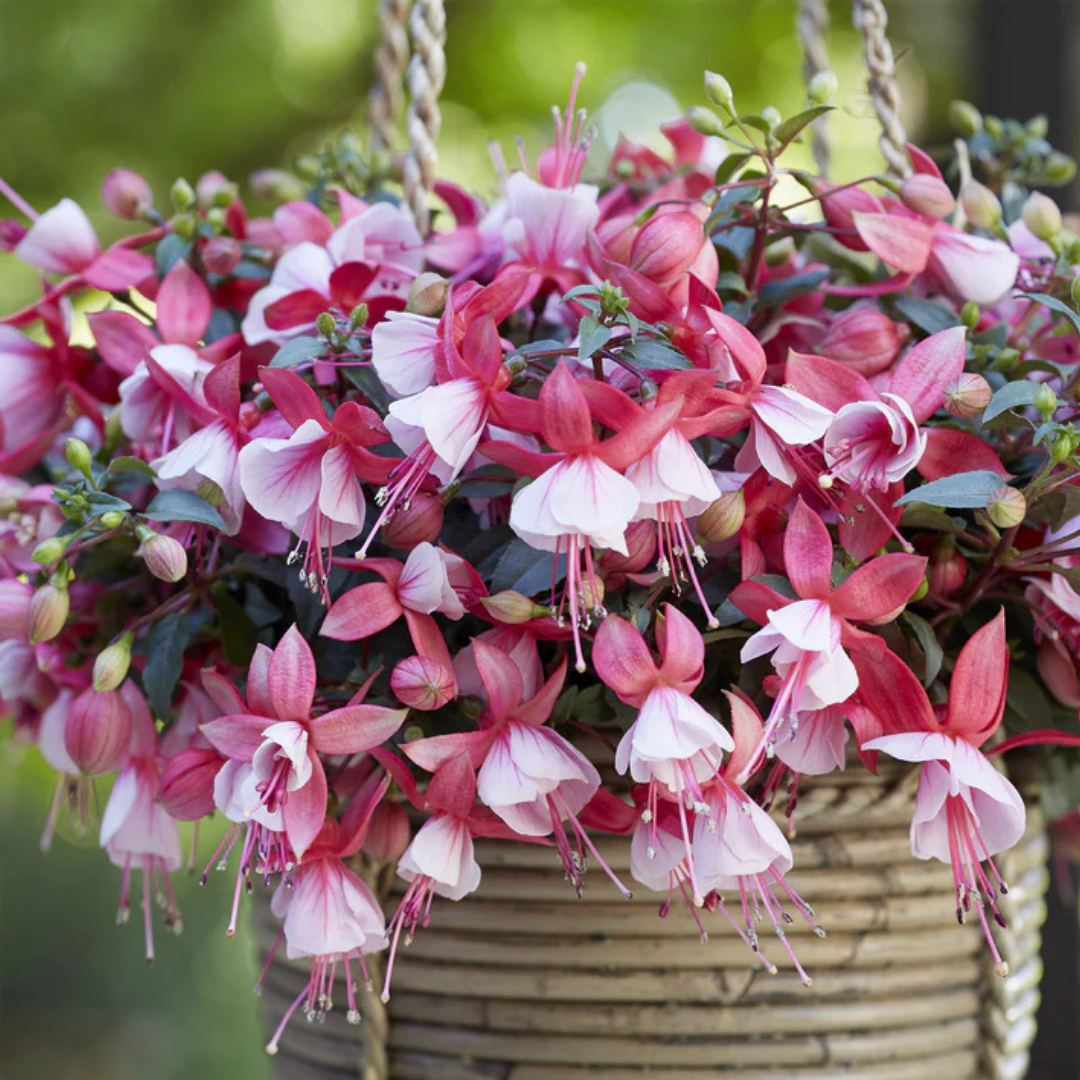 Fuchsia ‘Hilda’ — Patio Fuchsia (semi-tender perennial), Bee-Friendly, 10.5cm Pot (Set of 3 or 6)