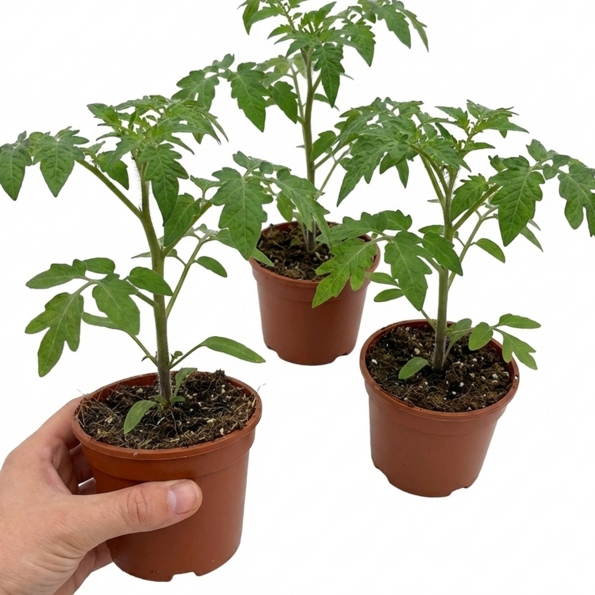 Tomato ‘Growers Selection’ — Fruit Plant / Tender Annual, 10.5cm Pot (Set of 3 or 6)