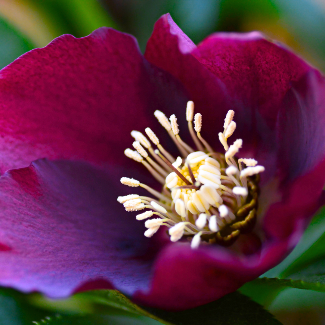 Hellebore ‘Frostkiss Anna's Red’ — Hardy Perennial, Bee-Friendly, 2L Pot