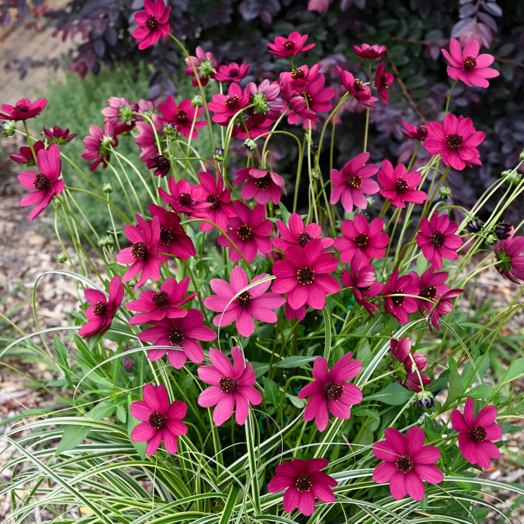 Cosmos ‘Cherry Chocolate’ — Hardy Perennial, Bee-Friendly, 2L Pot