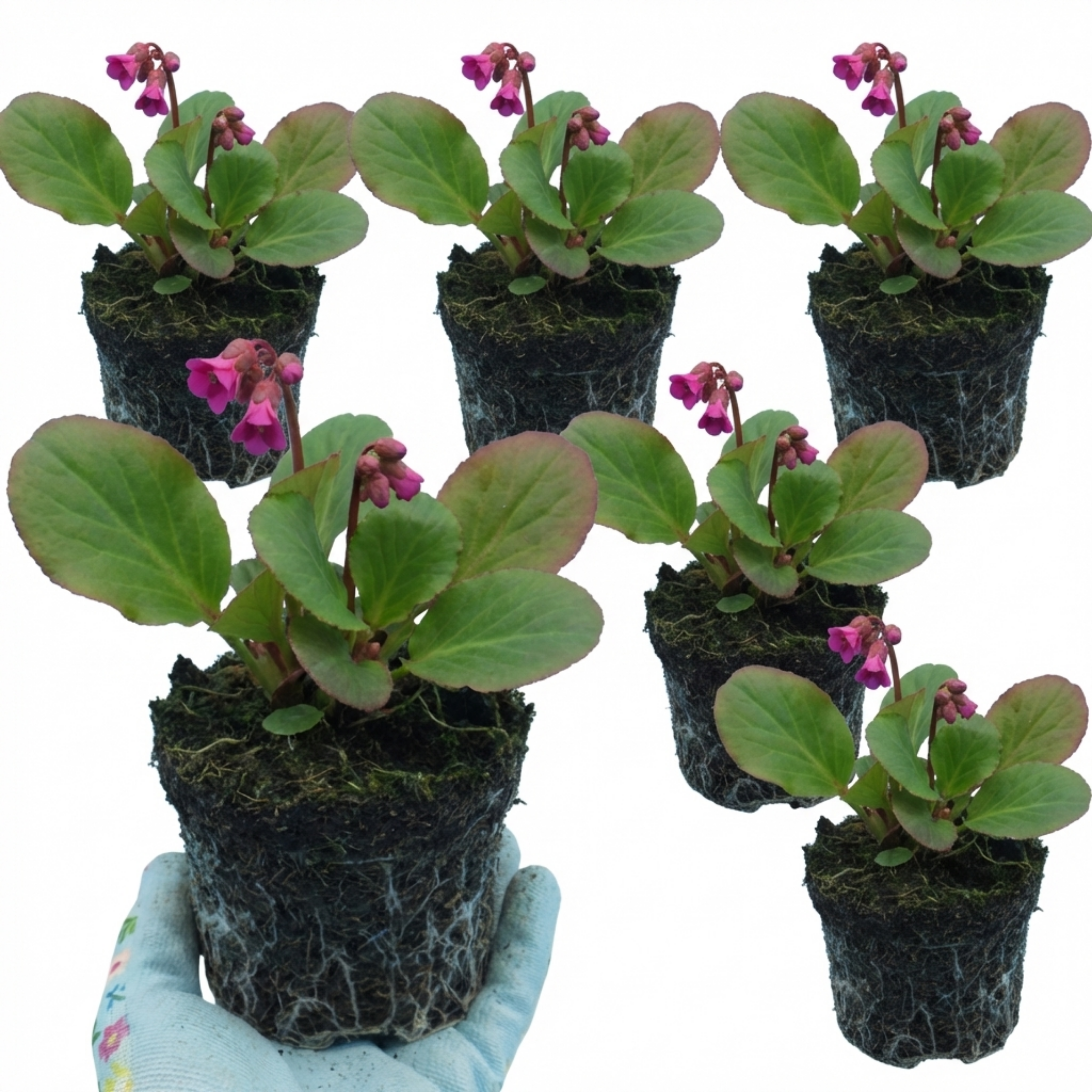 Bergenia ‘Rotblum’ — Hardy Evergreen Perennial, Bee-Friendly, 1L Pot (Set of 3 or 6)