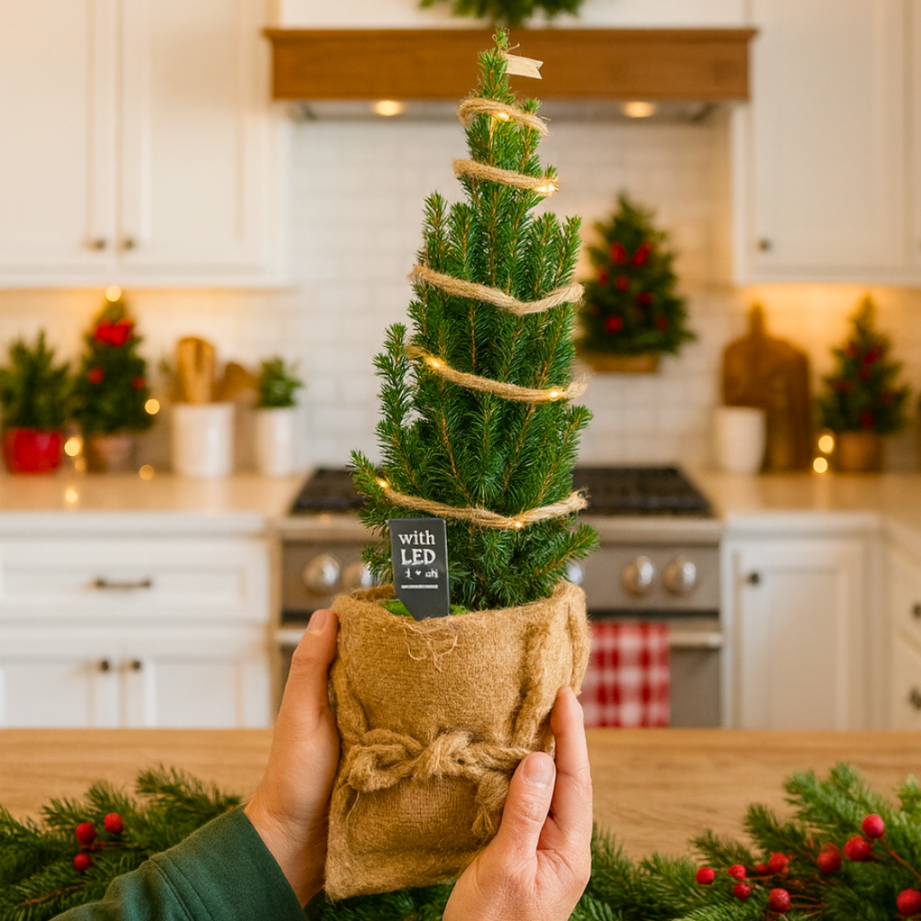 Mini Christmas Tree in Hessian Sack with Lights — Festive Live Conifer, 2L Pot