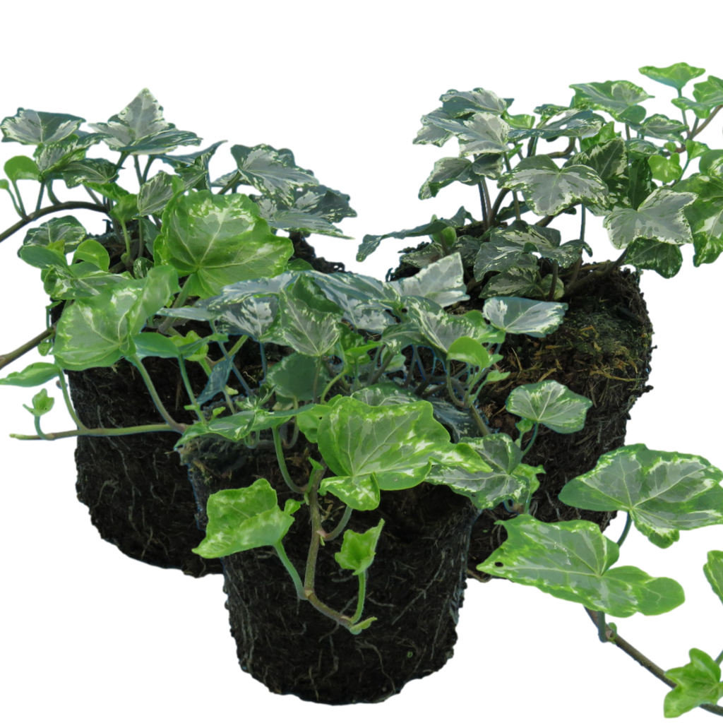 Hedera ‘Silver’ — Hardy Evergreen Climber / Ground Cover, Bee-Friendly, 10.5cm Pot (Set of 3 or 6)