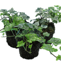 Hedera ‘Silver’ — Hardy Evergreen Climber / Ground Cover, Bee-Friendly, 10.5cm Pot (Set of 3 or 6)