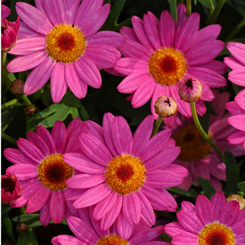 Argyranthemum ‘Madeira Deep Pink’ — Hardy Perennial, 10.5cm Pot (Set of 3 or 6)