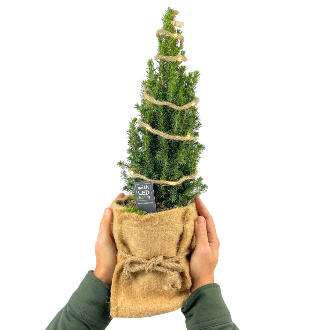 Mini Christmas Tree in Hessian Sack with Lights — Festive Live Conifer, 2L Pot