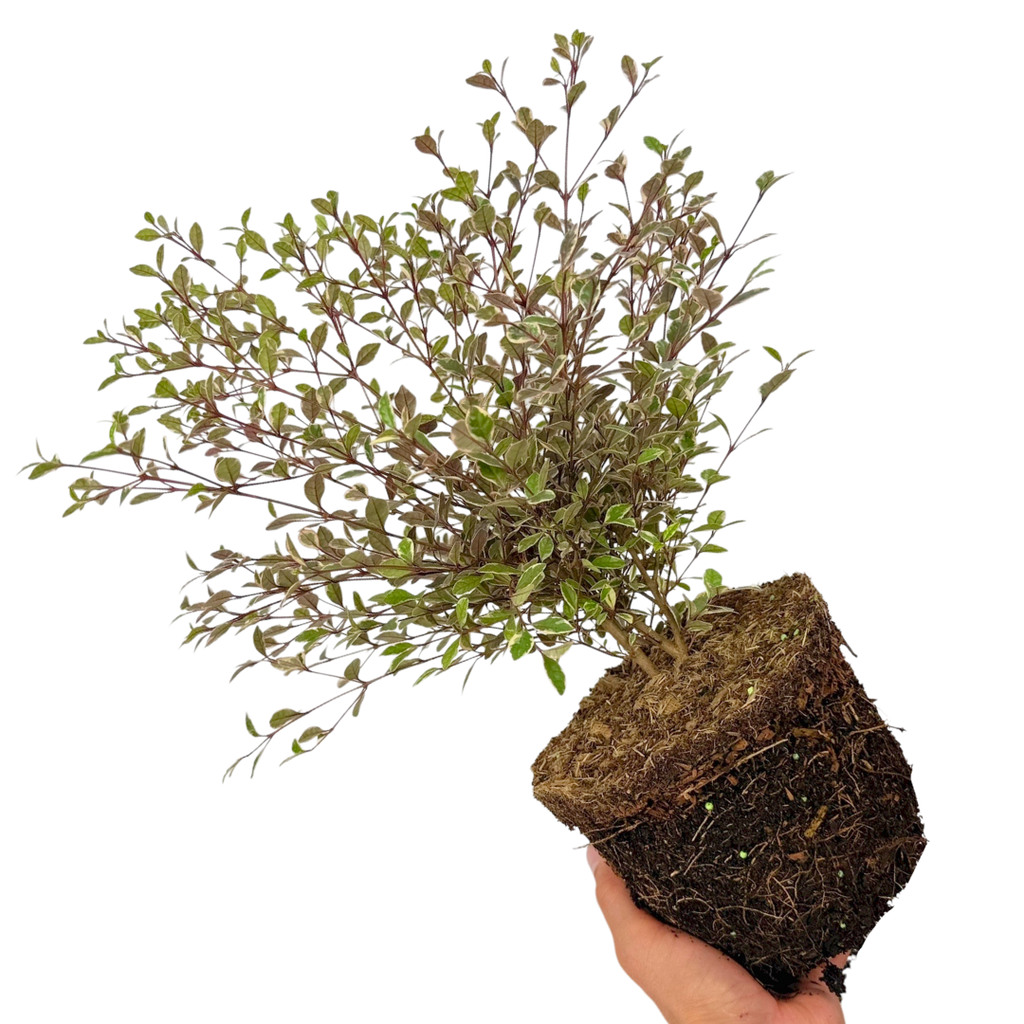Lophomyrtus ‘Magic Dragon’ — Hardy Perennial, 3L Pot