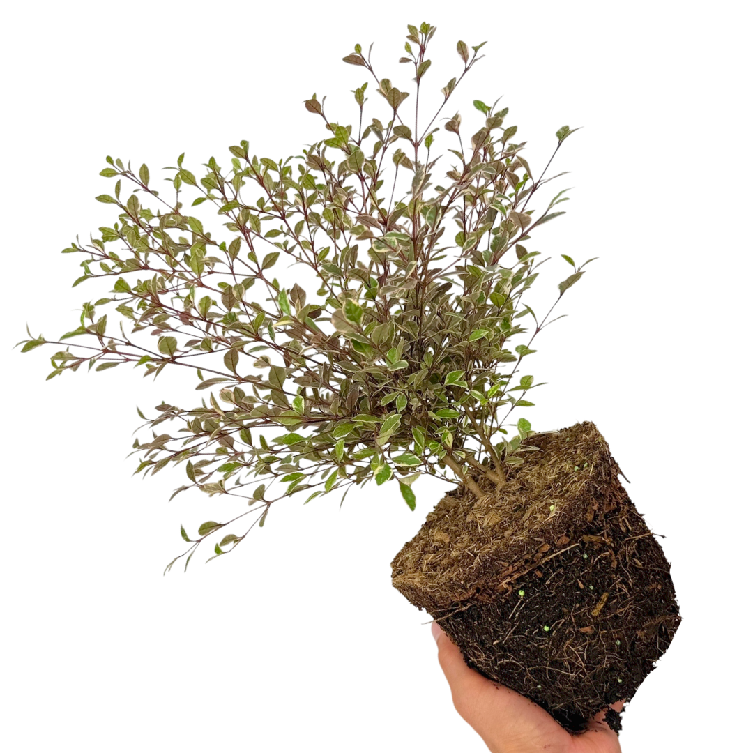 Lophomyrtus ‘Magic Dragon’ — Hardy Perennial, 3L Pot