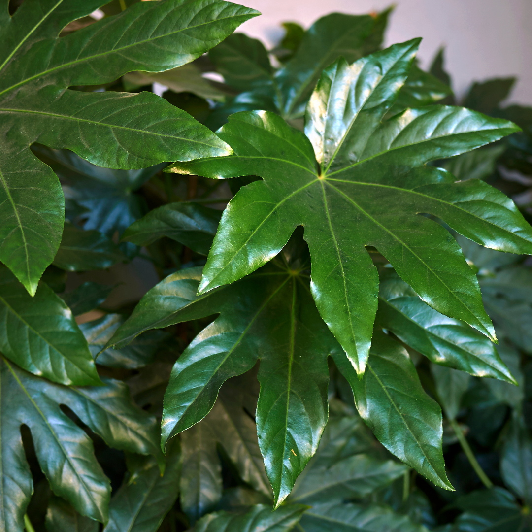 Fatsia ‘Japonica’ — Hardy Perennial, 3L Pot