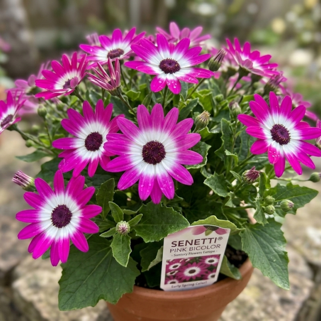 Senetti 'Pink Bicolour' — Bedding Plant, Bee-Friendly, 2L Pot