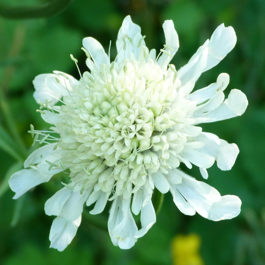 Scabious ‘Kudo White’ — Hardy Perennial, 2L Pot