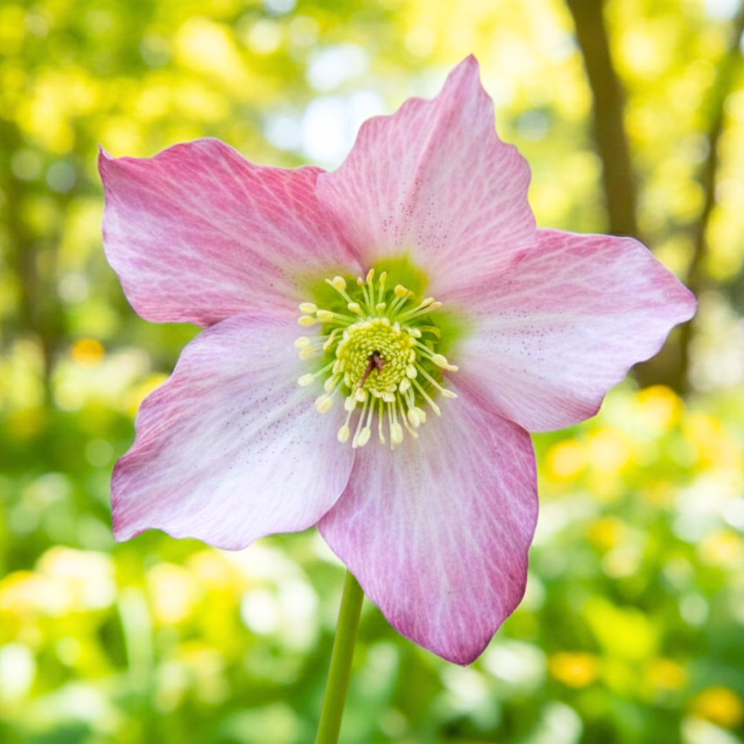 Hellebore ‘Rosemary’ — Edible Plant, Bee-Friendly, 2L Pot