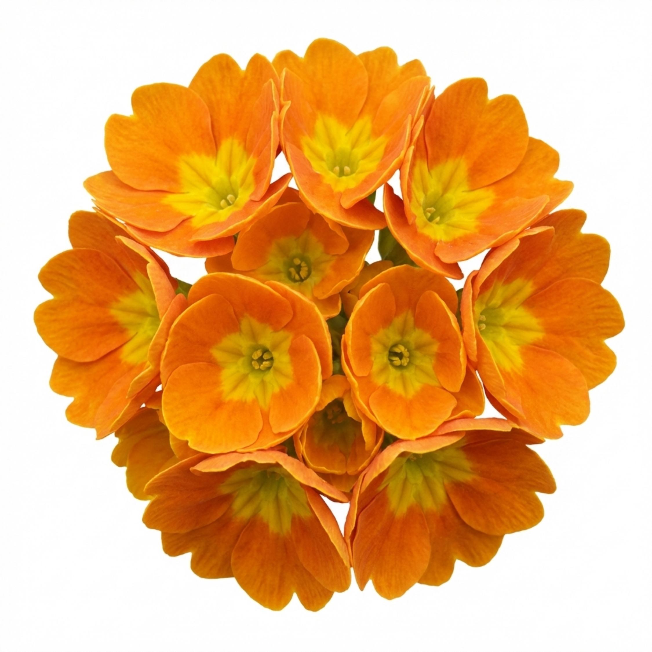 Primula veris 'Orange with Yellow' — Cowslip, Hardy Perennial, Bee-Friendly, 11cm Pot (Set of 3 or 6)