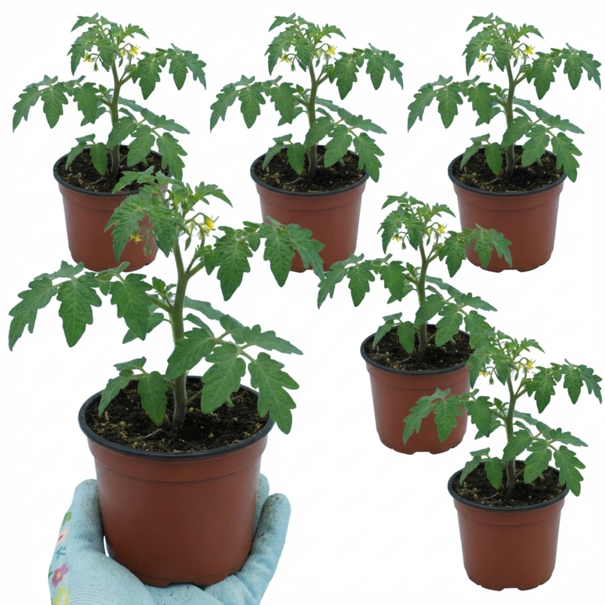 Tomato ‘Crokini’ — Fruit Plant / Tender Annual, 10.5cm Pot (Set of 3 or 6)