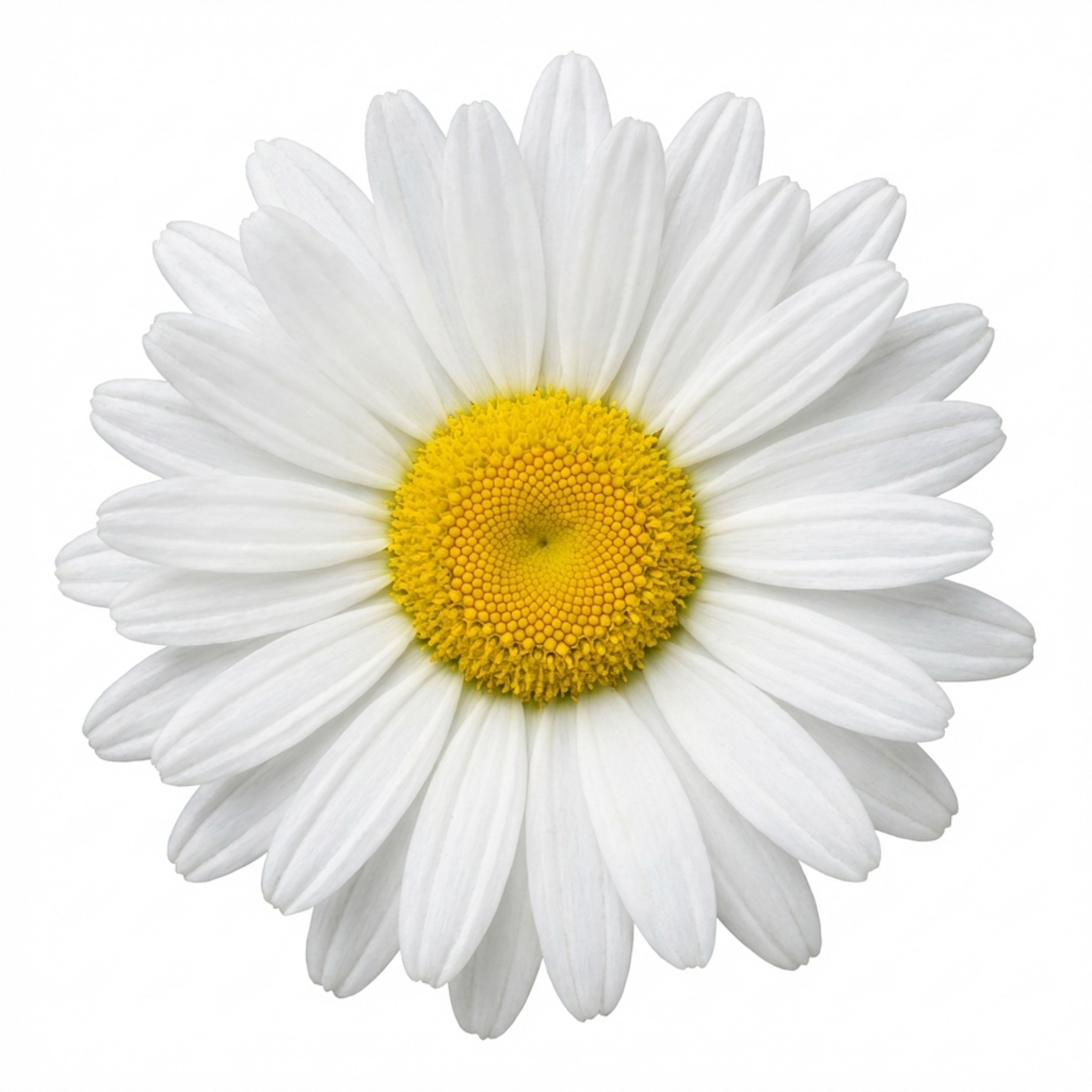 Leucanthemum ‘Madonna White Shasta Daisy’ — Herbaceous Perennial, Bee-Friendly, 11cm Pot (Set of 3 or 6)