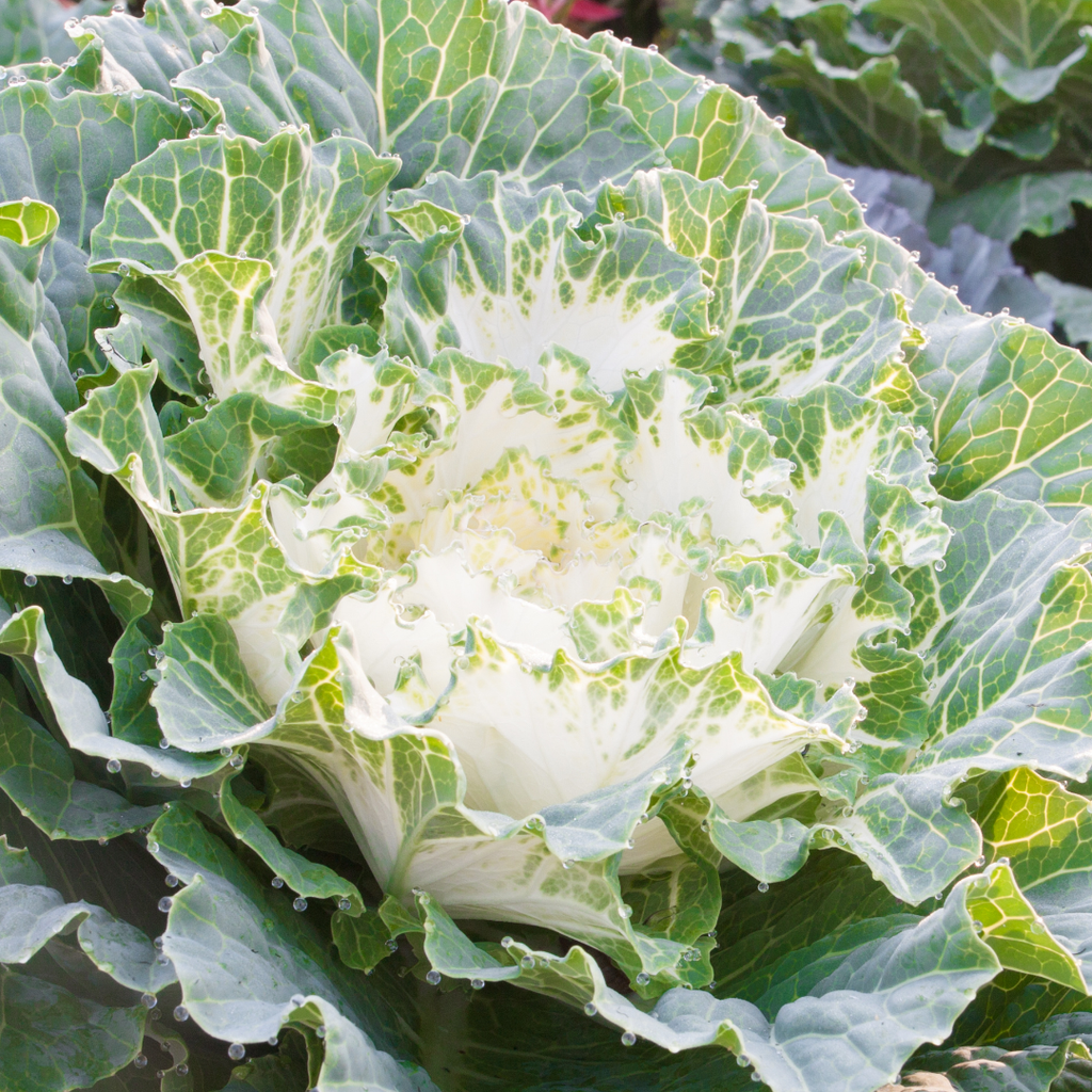 Ornamental ‘Cabbage White’ — Hardy Perennial, 1L Pot