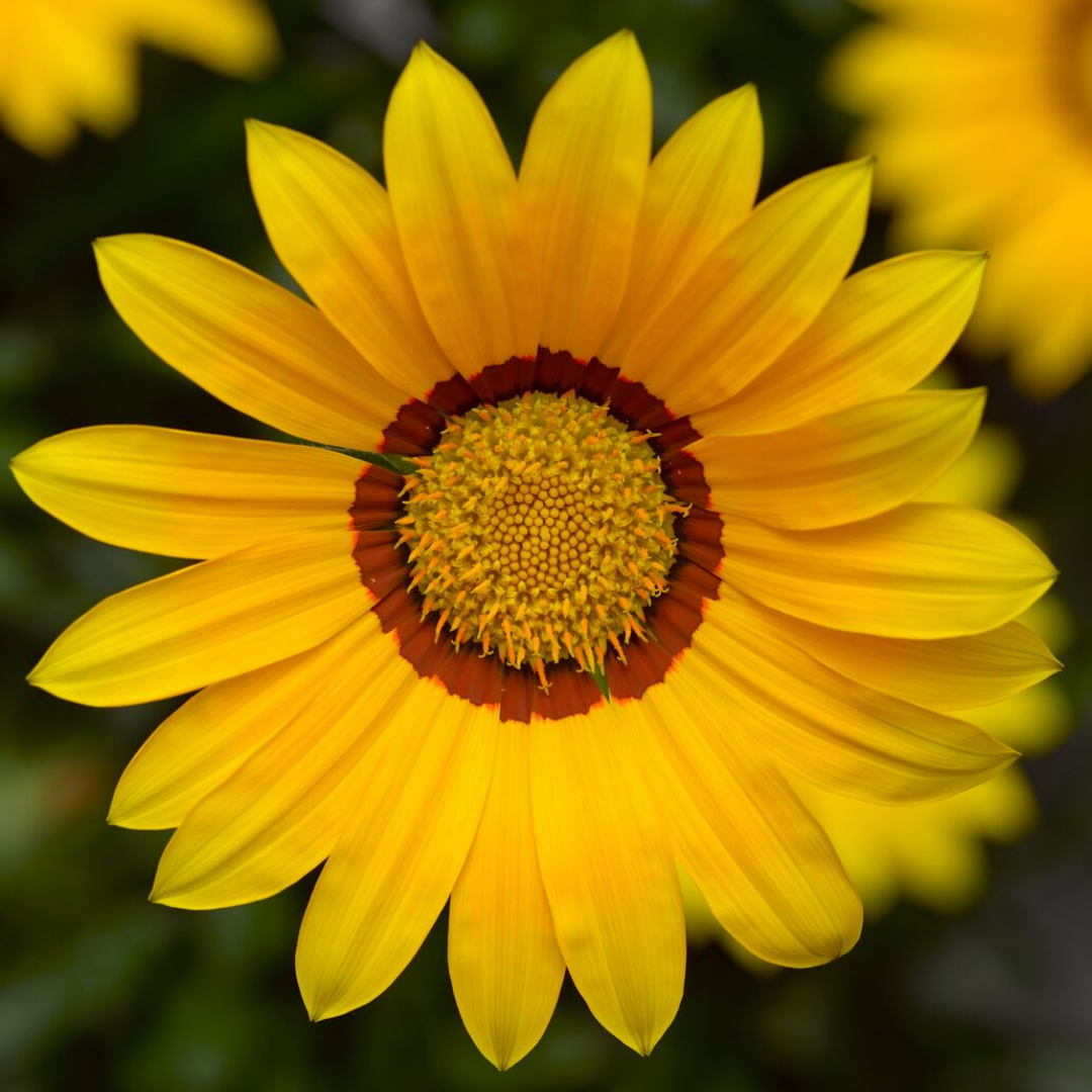 Gazania ‘Kiss Yellow Improved’ — Hardy Perennial, 1L Pot (Set of 3 or 6)