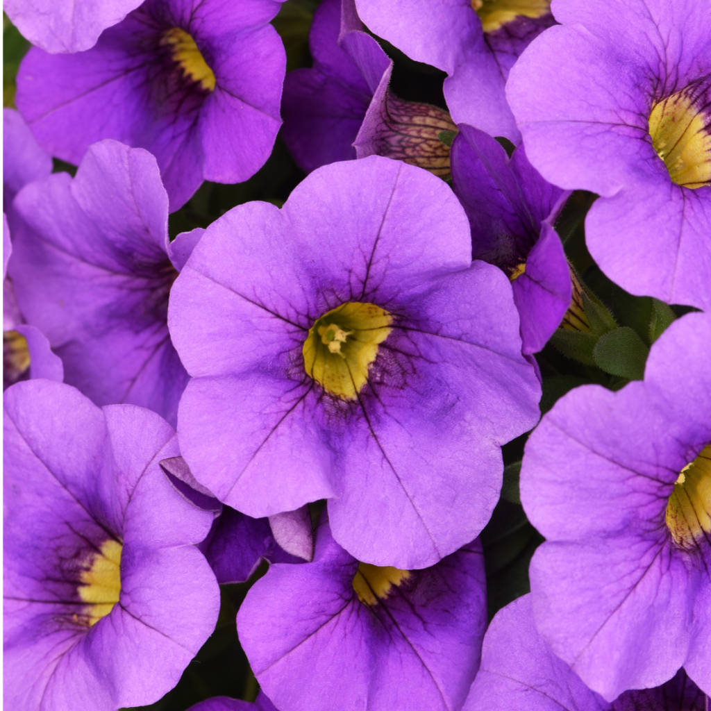 Calibrachoa ‘Cabaret Blue’ — Half-Hardy Trailing Annual, Bee-Friendly, 10.5cm Pot (Set of 3 or 6)