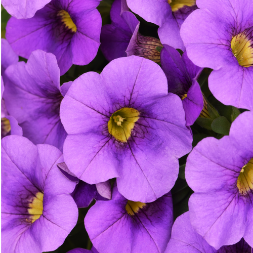 Calibrachoa ‘Cabaret Blue’ — Half-Hardy Trailing Annual, Bee-Friendly, 10.5cm Pot (Set of 3 or 6)